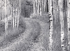 Aspens in Cottonwood Creek