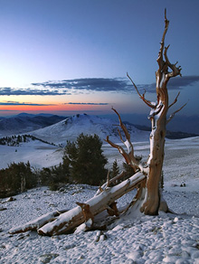 Bristlecone & Snow - Jeffrey Sipress