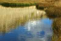 Pond Reflections